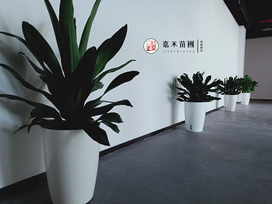 西安綠植租賃推薦換盆舊土別扔,摻入2種“小廢料”,秒變營養(yǎng)土!