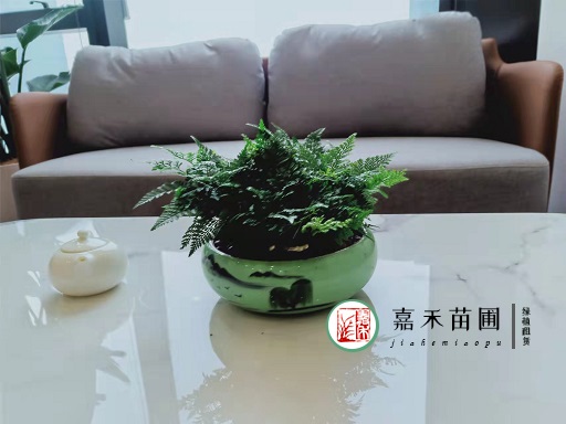 西安辦公室的花卉租擺|西安嘉禾苗圃 西安辦公室的花卉租擺|西安嘉禾苗圃