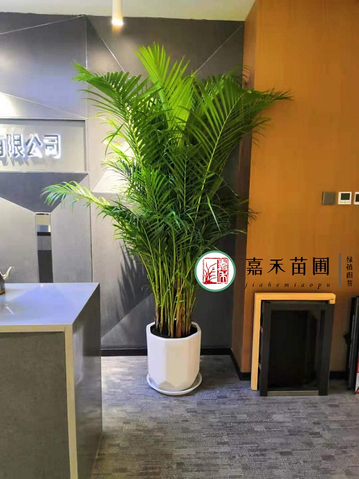 西安辦公室的花卉租賃|西安嘉禾苗圃 西安辦公室的花卉租賃|西安嘉禾苗圃