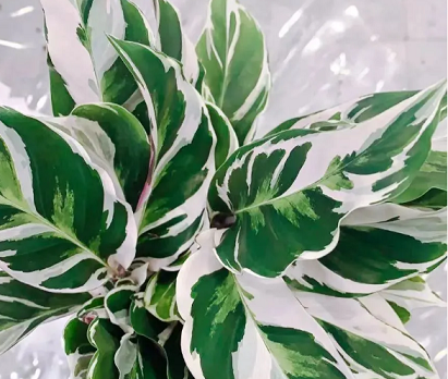 西安綠植租賃推薦|白油畫竹芋的養(yǎng)護(hù)方法和注意事項(xiàng)