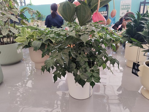 西安花卉租擺養護換盆|西安嘉禾苗圃
