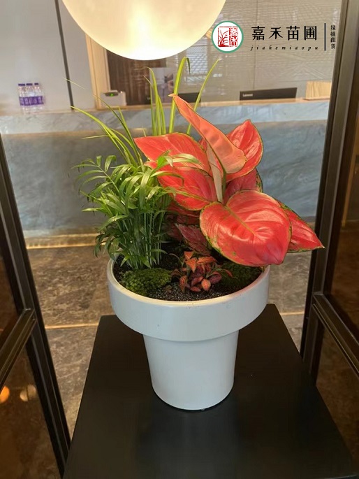 西安辦公室花卉租擺|西安嘉禾苗圃