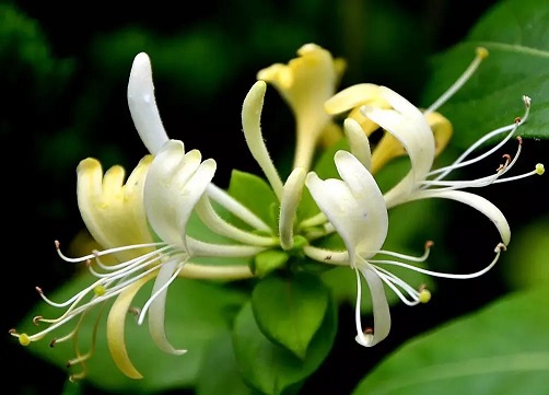 適合中老年人養(yǎng)的7種花,清香養(yǎng)人,趕緊收藏!