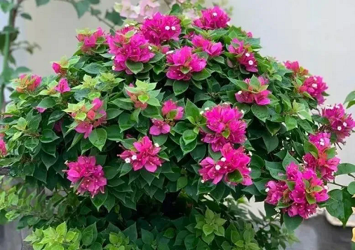 5種花喜歡“擠”,小盆養(yǎng)根壯葉肥,嫩芽蹭蹭撐“爆盆”