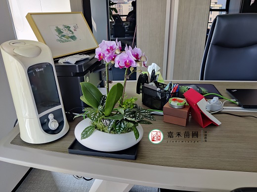 冬天蝴蝶蘭冒花箭,教你3個(gè)催花動(dòng)作,花苞蹭蹭冒!