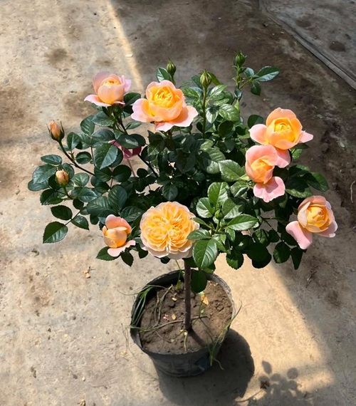 冬季養(yǎng)花技巧——盆栽月季冬季這樣養(yǎng)