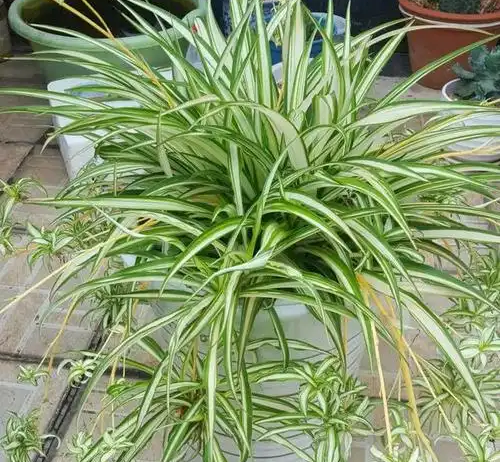 扦插綠蘿、吊蘭,我有個“好方法”,生根特別快,100%成活!