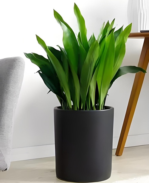 西安嘉禾苗圃 西安嘉禾苗圃