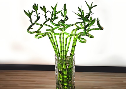 轉(zhuǎn)運竹的養(yǎng)殖方法和注意事項