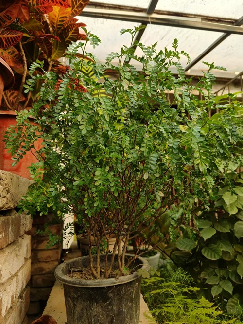 西安嘉禾苗圃 西安嘉禾苗圃