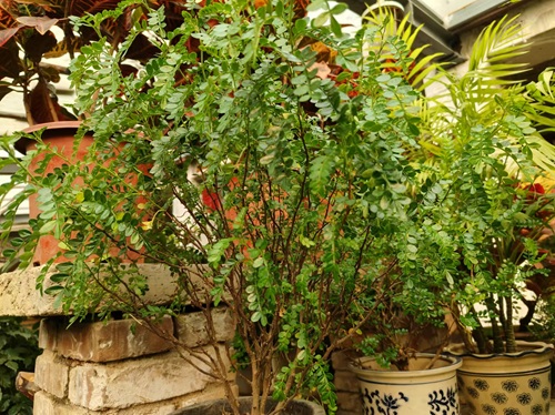 西安嘉禾苗圃 西安嘉禾苗圃