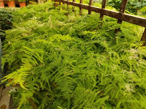 西安嘉禾苗圃 西安嘉禾苗圃