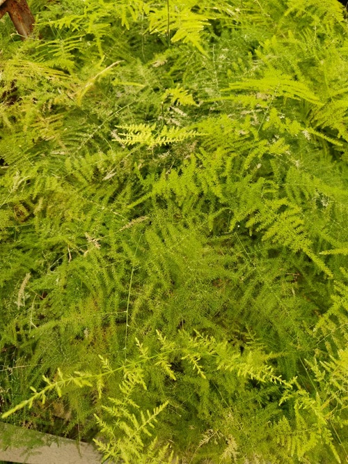 文竹葉子發(fā)黃,怎么救?捏一點“粉末”灌水澆,2天變油綠