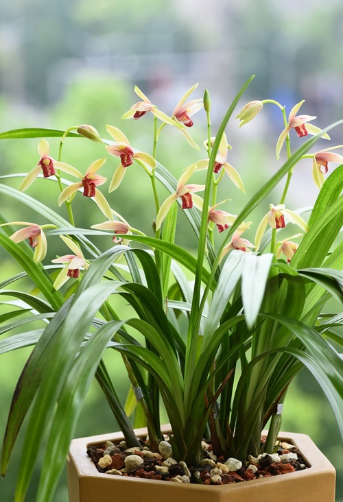 蘭花怎么養？家庭養蘭花的方法