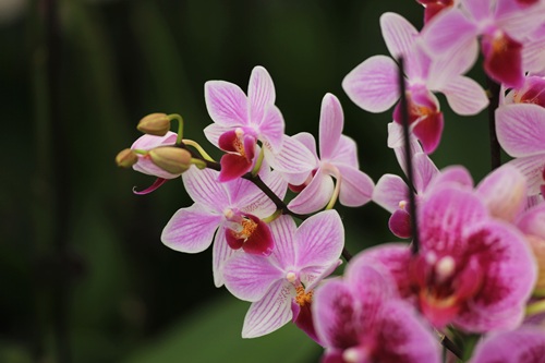 家養蝴蝶蘭好不好養活？蝴蝶蘭怎么養家庭養法和注意事情？