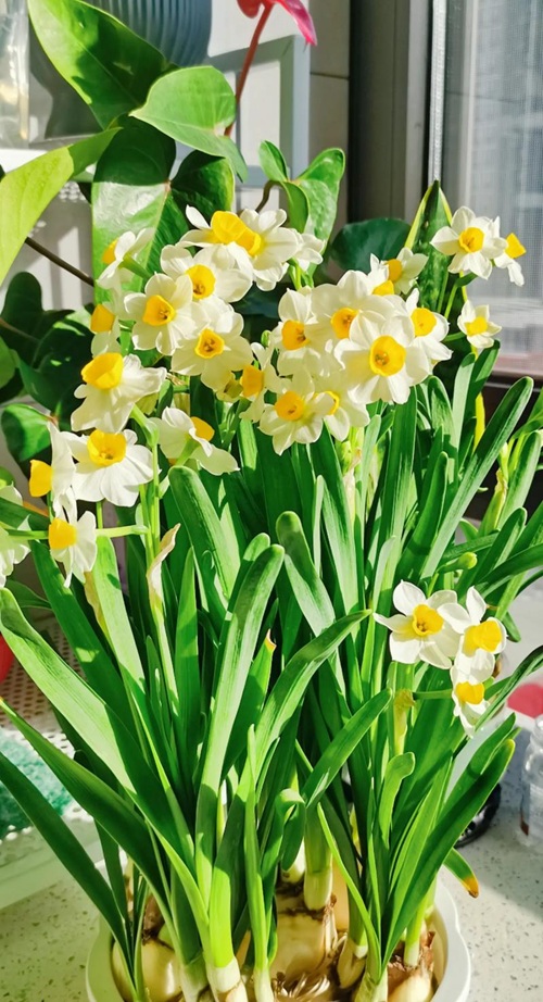 水仙花開完花就扔？太浪費了，做個&ldquo;花后養護&rdquo;，明年繼續賞花