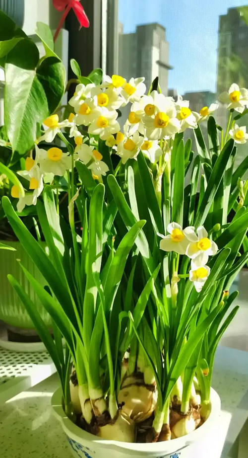 西安嘉禾苗圃 西安嘉禾苗圃