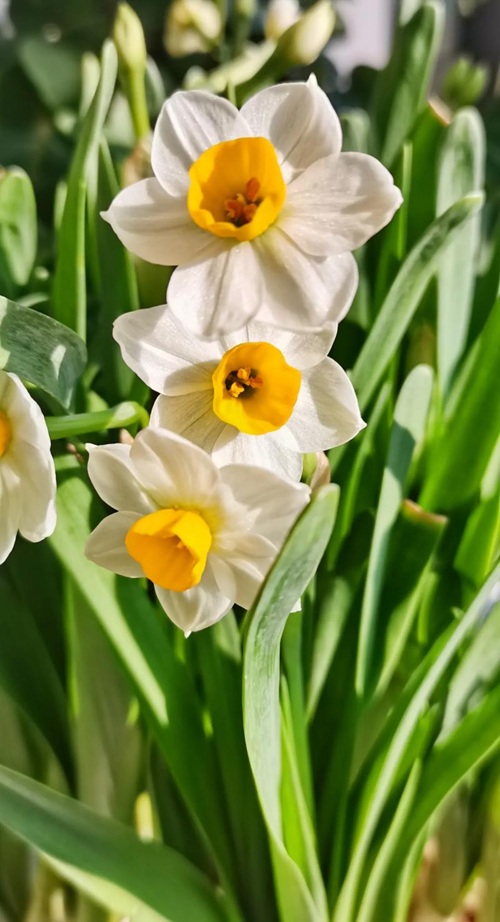 西安嘉禾苗圃 西安嘉禾苗圃