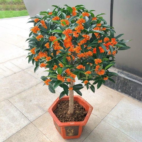 盆栽桂花的養殖方法和注意事項