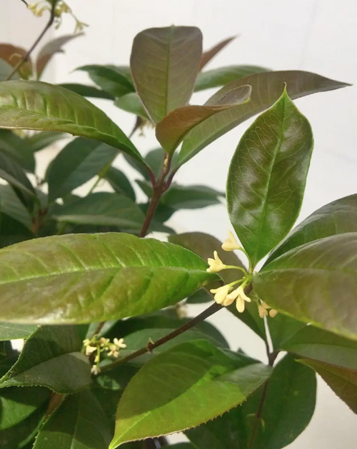 西安嘉禾苗圃 西安嘉禾苗圃