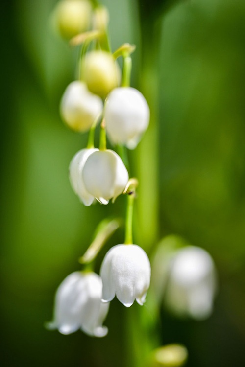 西安嘉禾苗圃 西安嘉禾苗圃