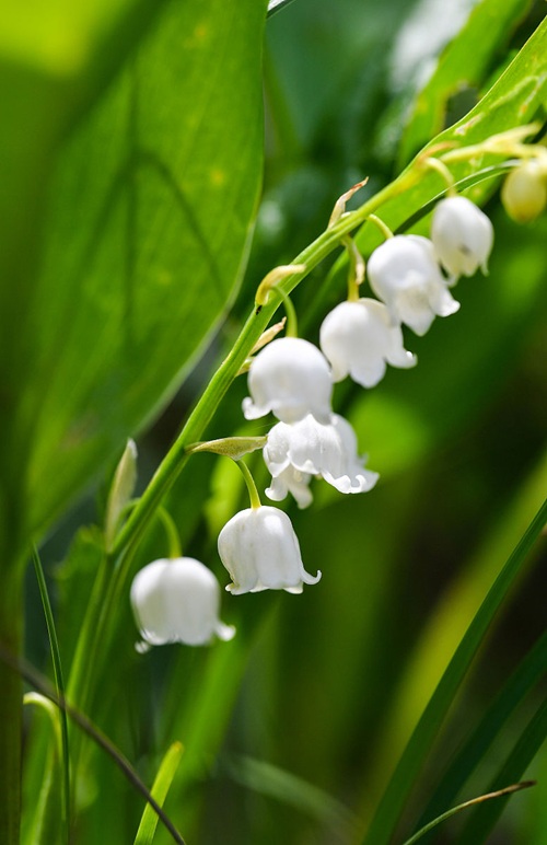 西安嘉禾苗圃 西安嘉禾苗圃