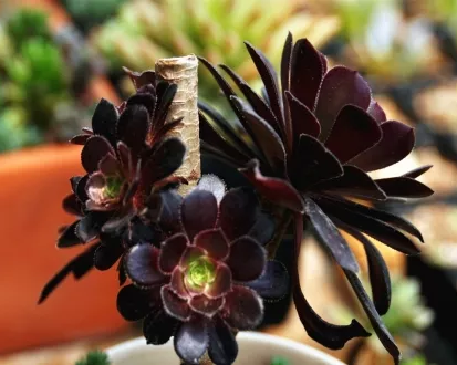 西安嘉禾苗圃 西安嘉禾苗圃