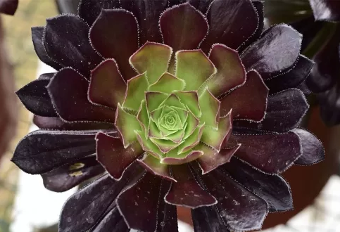 西安嘉禾苗圃 西安嘉禾苗圃