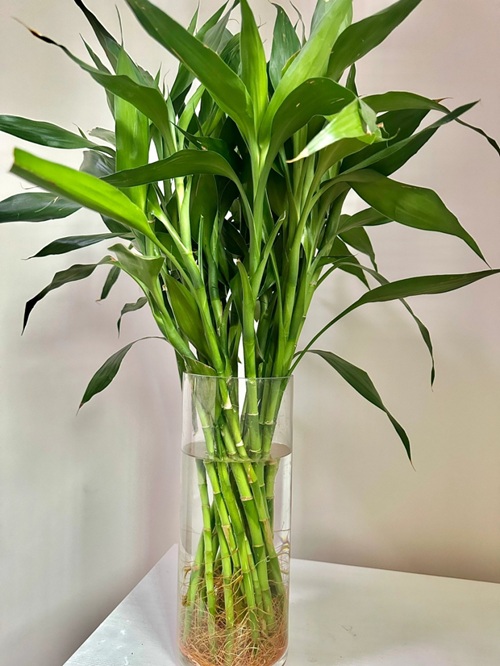 西安嘉禾苗圃 西安嘉禾苗圃