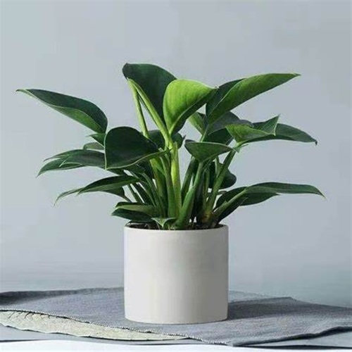 西安嘉禾苗圃 西安嘉禾苗圃