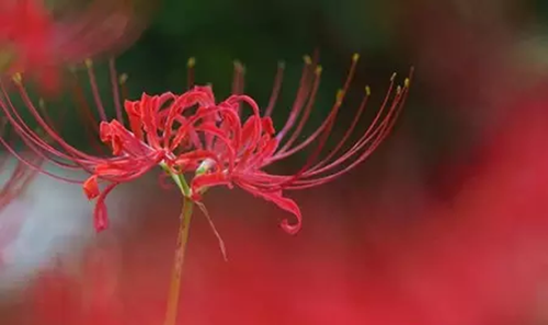 石蒜(彼岸花)的養殖方法和注意事項