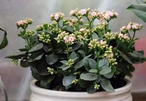 西安嘉禾苗圃 西安嘉禾苗圃