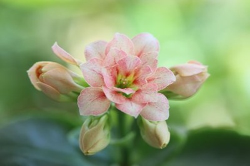 西安嘉禾苗圃 西安嘉禾苗圃